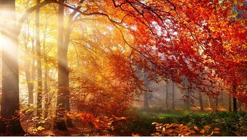 Осенняя природа, прогулки и созерцание как ресурс Осенняя природа, прогулки и созерцание как ресурс